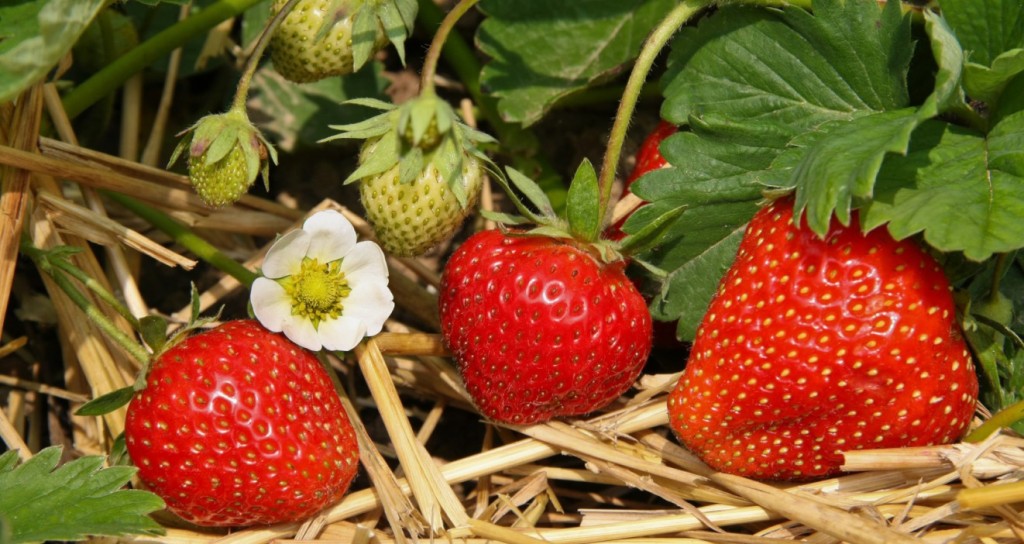 Es ist nun keine neuartige und große Weisheit: Erdbeeren lieben die Kinder allesamt. Und ie Aussicht, selbst Erdbeeren im Garten zu ziehen verlockt auch schon wegen der in Aussicht stehenden Ernte. (#5)