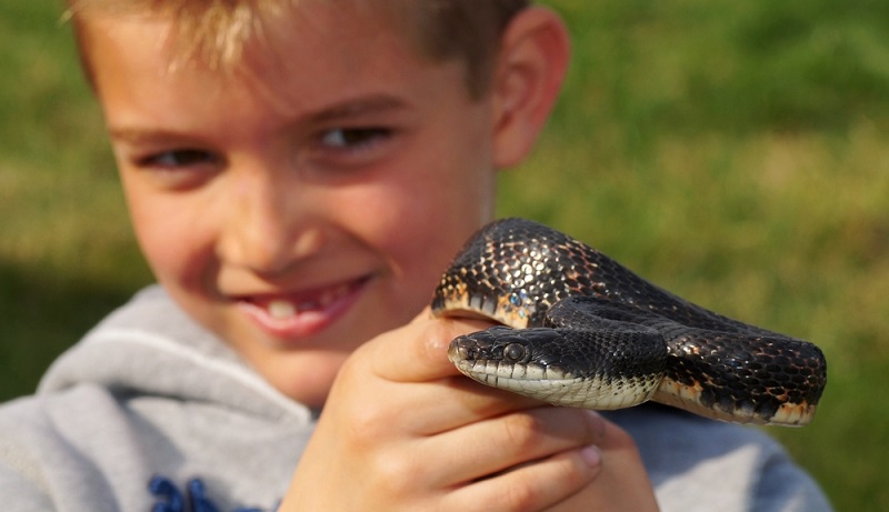 Wenn das Kind auf die Frage „Welches Haustier hättest du gerne?“ mit „Reptilien“ antwortet, wissen die meisten Eltern vermutlich erst einmal nicht, wie sie auf diese Antwort reagieren sollen. (#07)