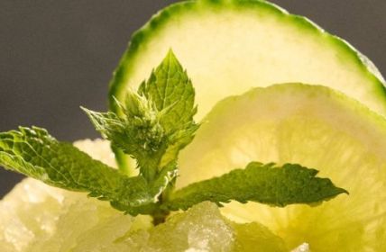 Eiskalte Erfrischung: Cold Brew Teas im Trend! (Foto: Deutscher Tee & Kräutertee Verband e.V.)