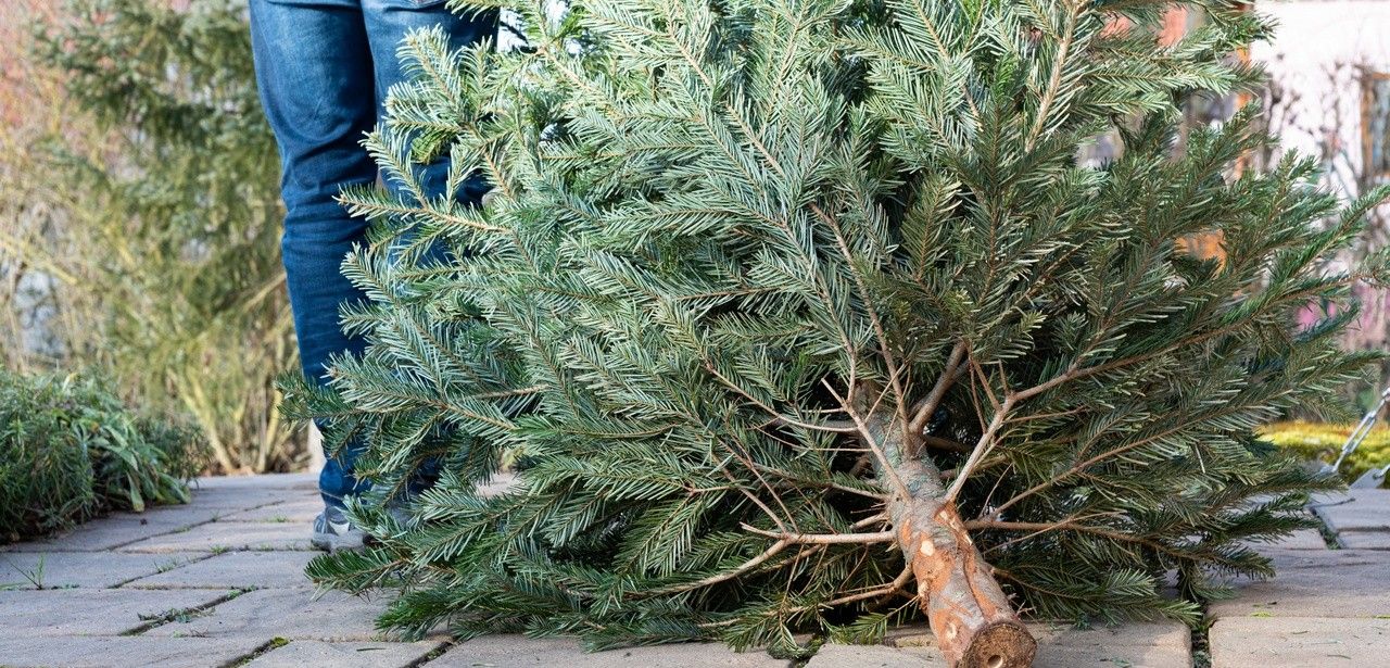 Gebührenfreie Abholung von Weihnachtsbäumen in Städten und (Foto: AdobeStock - SKatzenberger 317018638)