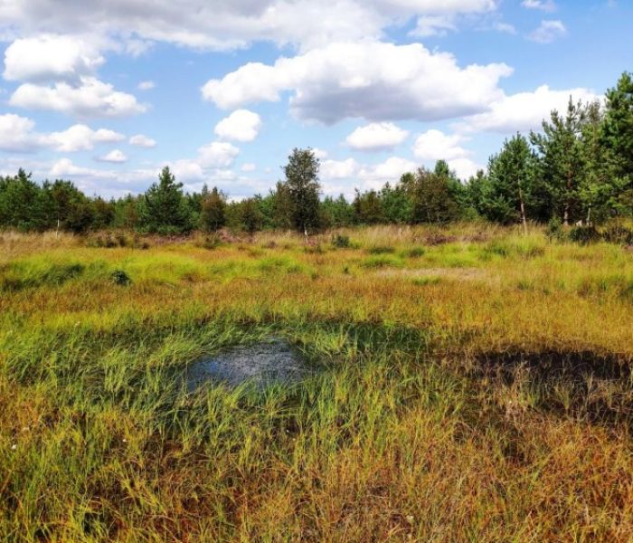 Totes Moor (Foto: J&ouml;rg Schneider)