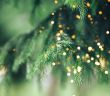 Rückgang des Weihnachtsbaumimports - Chance für (Foto: AdobeStock - nastassiya 372953356)