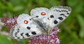 Schmetterling des Jahres 2024: Mosel-Apollofalter in Gefahr (Foto: AdobeStock - Tim's insects 468427059)